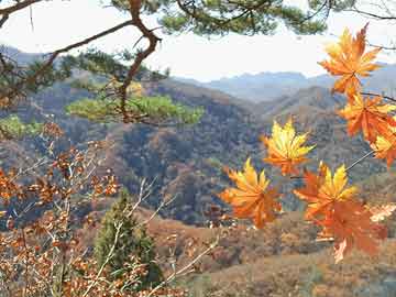 梅花生物重組引領(lǐng)行業(yè)變革，開啟生物科技新紀(jì)元